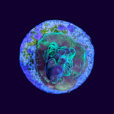 Acropora Frag (UK Grown)