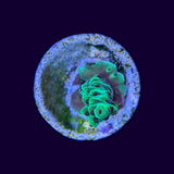 Acropora Frag (UK Grown)