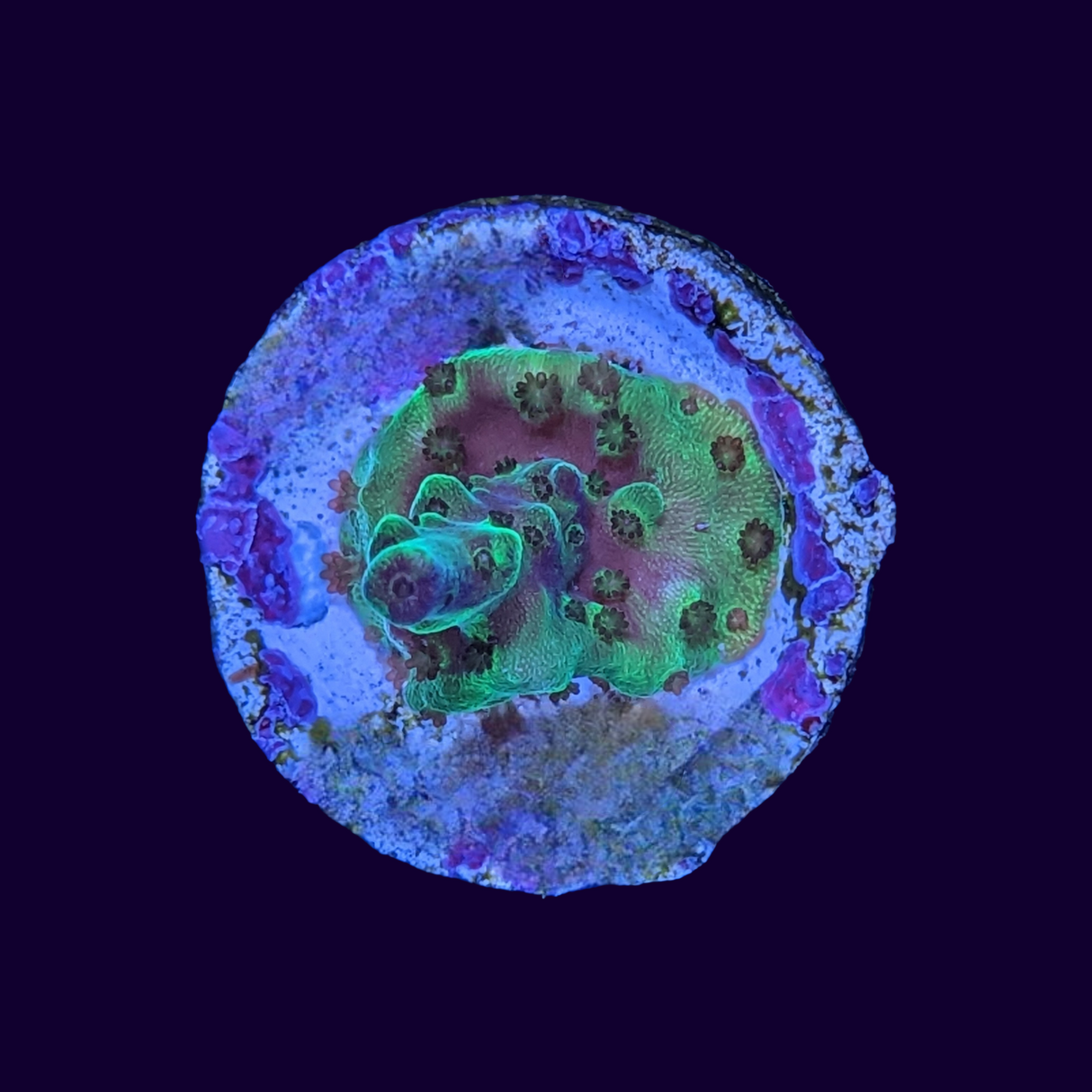 Acropora Frag (UK Grown)