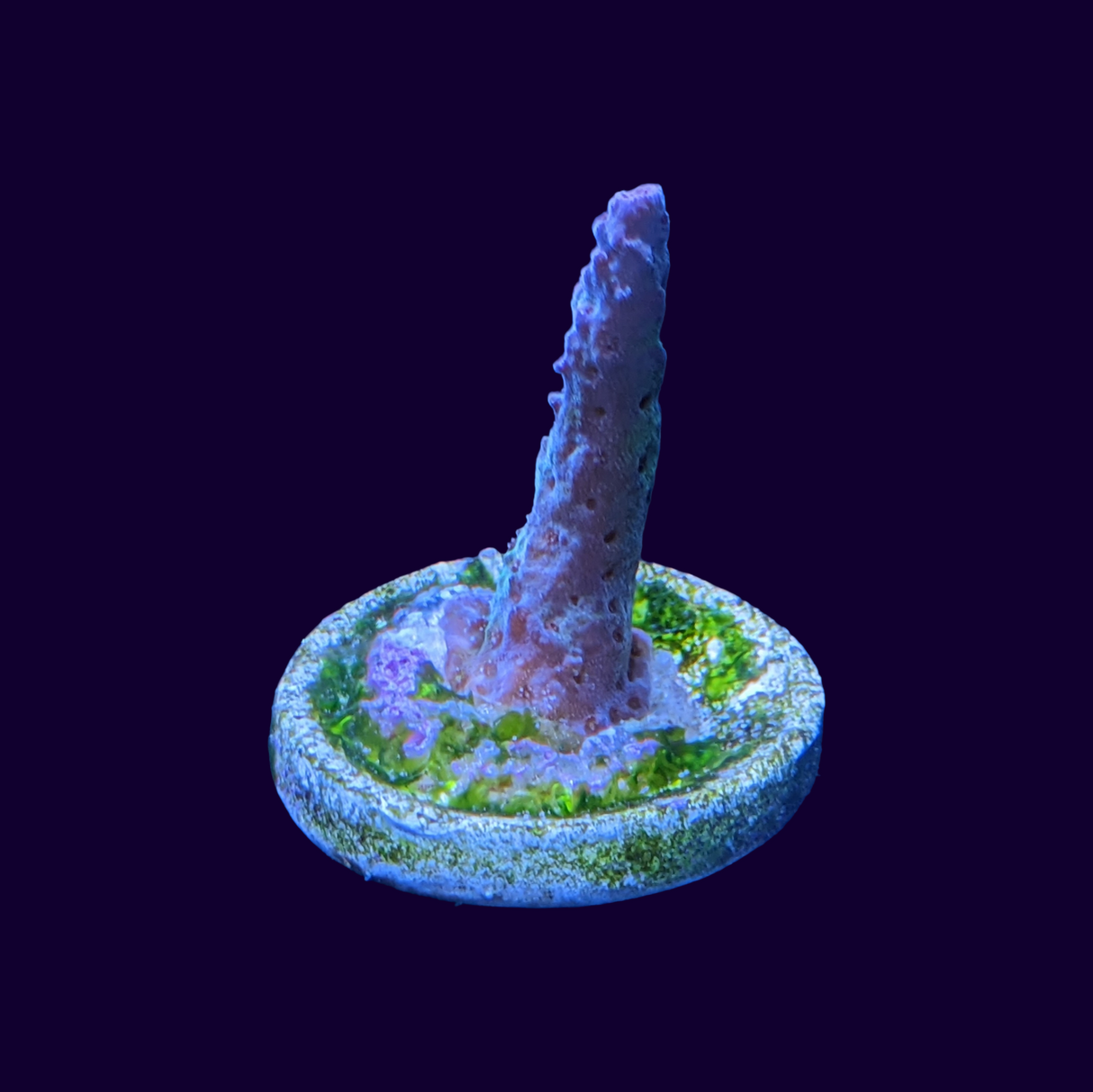 Acropora Frag (UK Grown)
