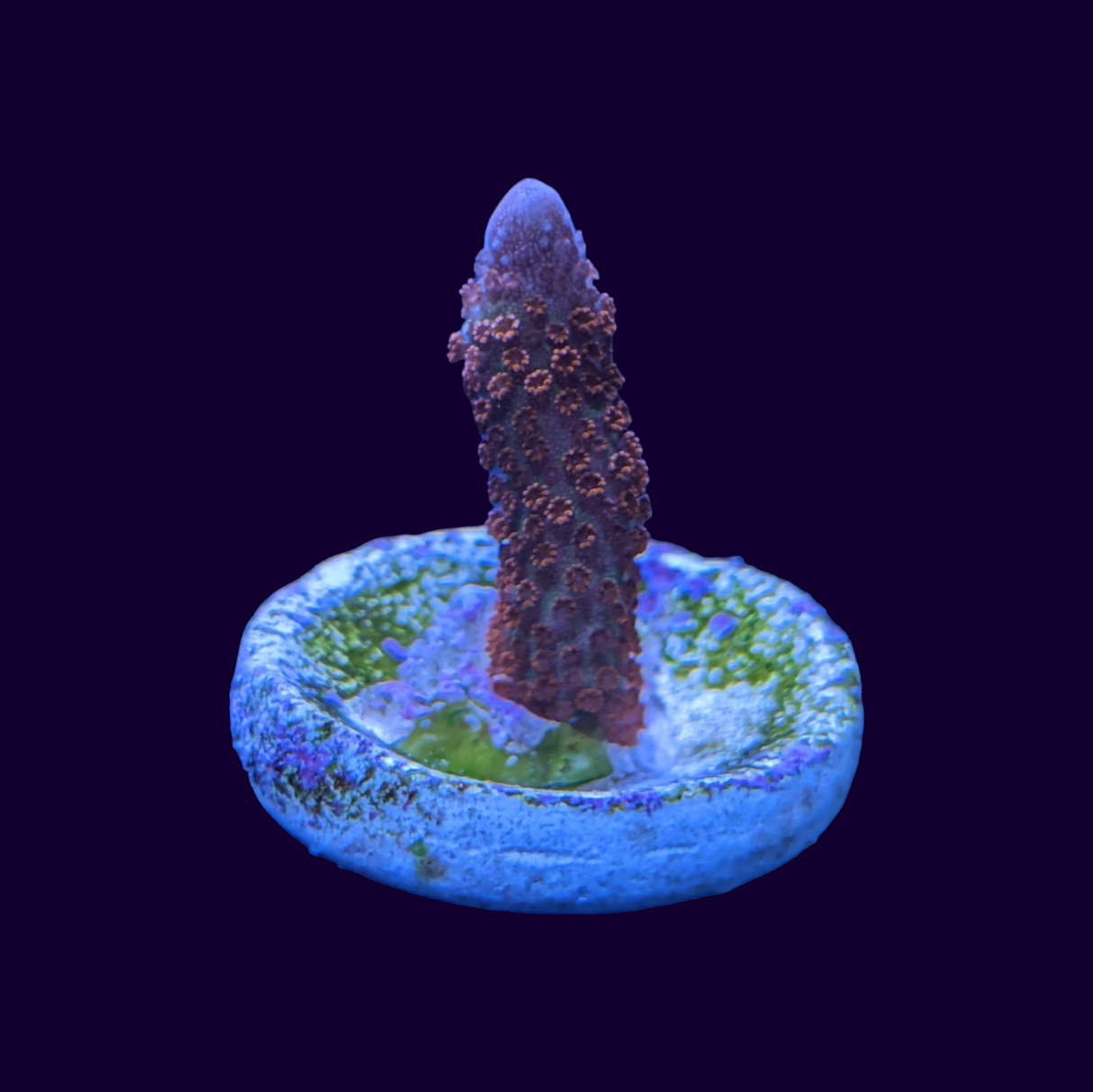 Forest of Fire Montipora digitata (UK Grown)