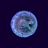 Table Acropora Frag (UK Grown)