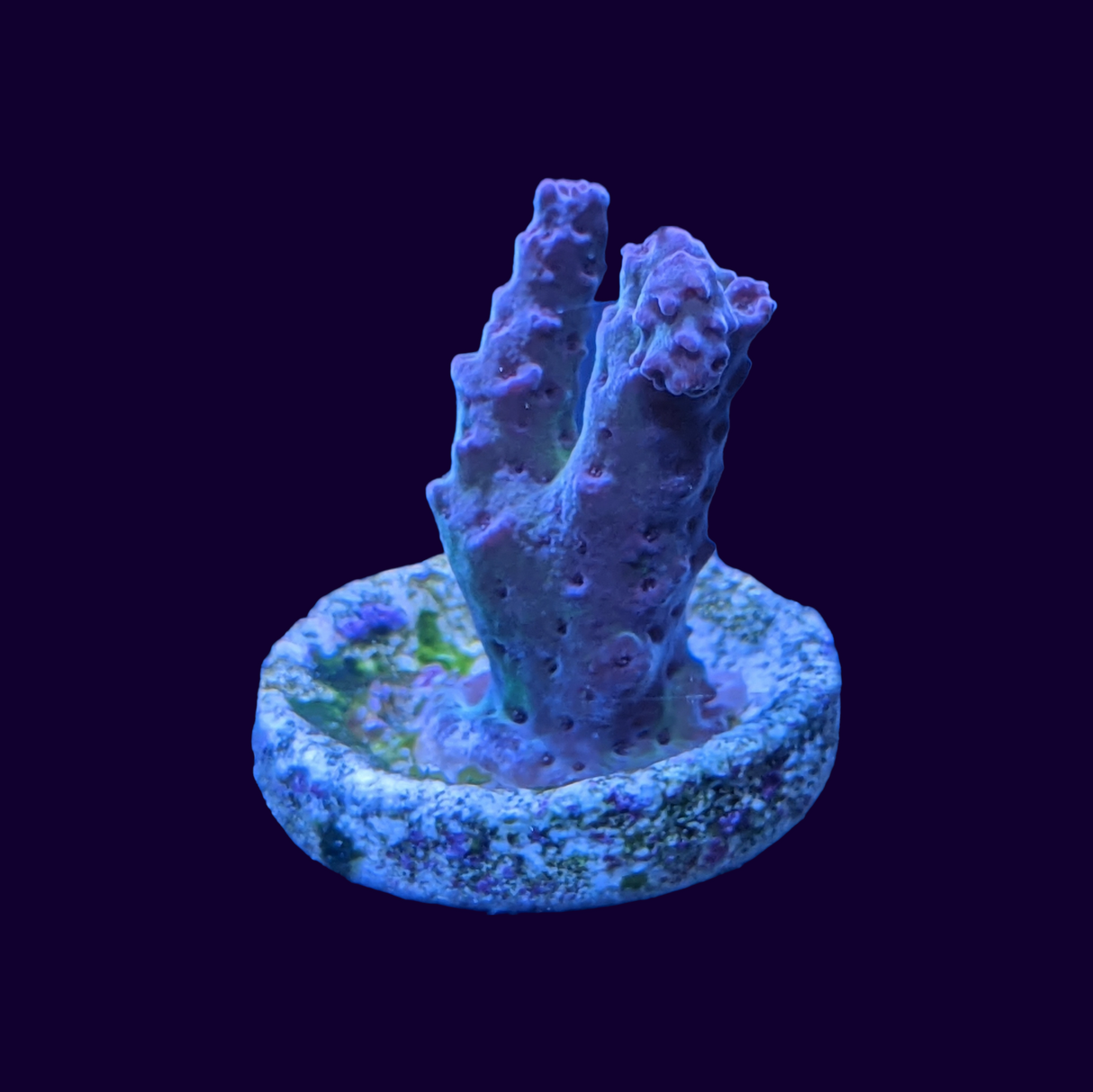 Acropora Frag (UK Grown)