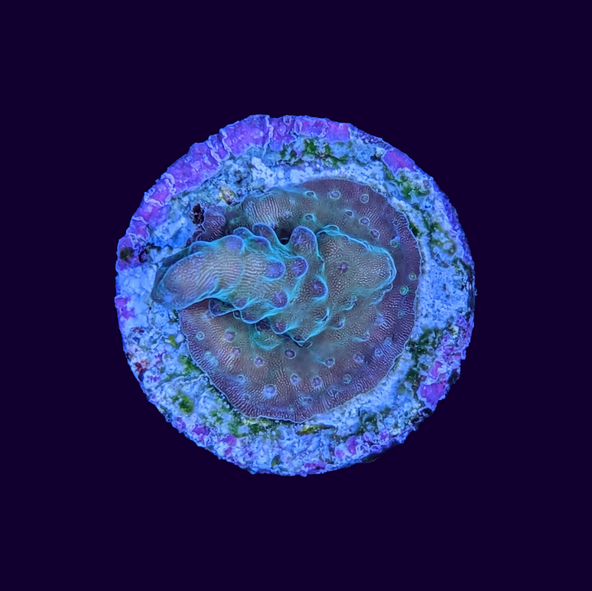 Acropora Frag (UK Grown)