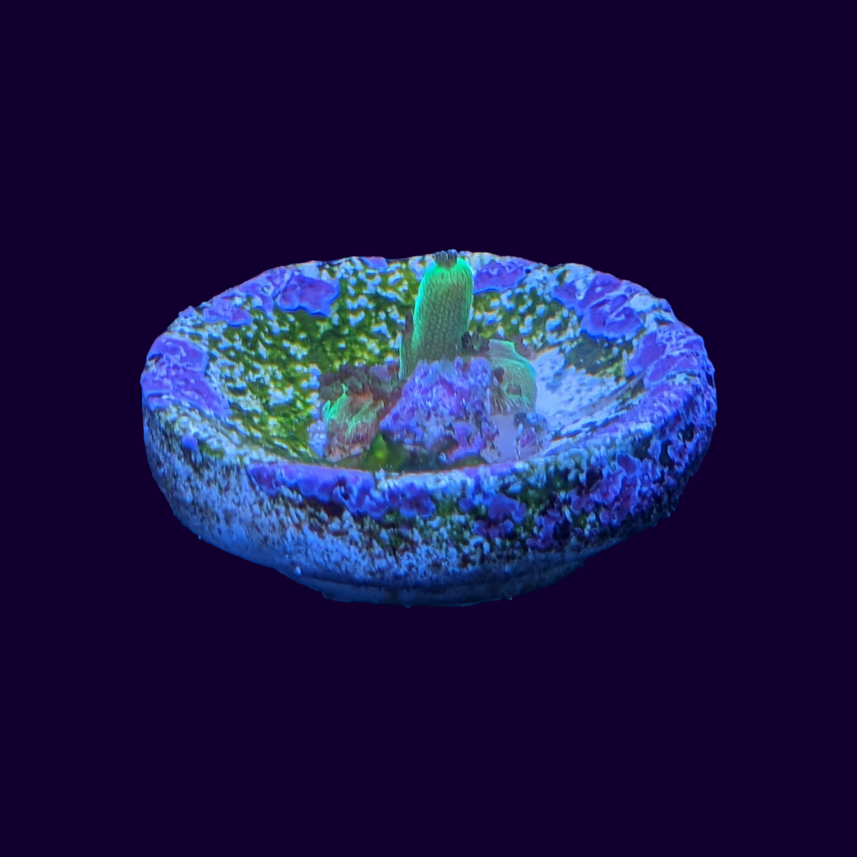 Acropora Frag (UK Grown)