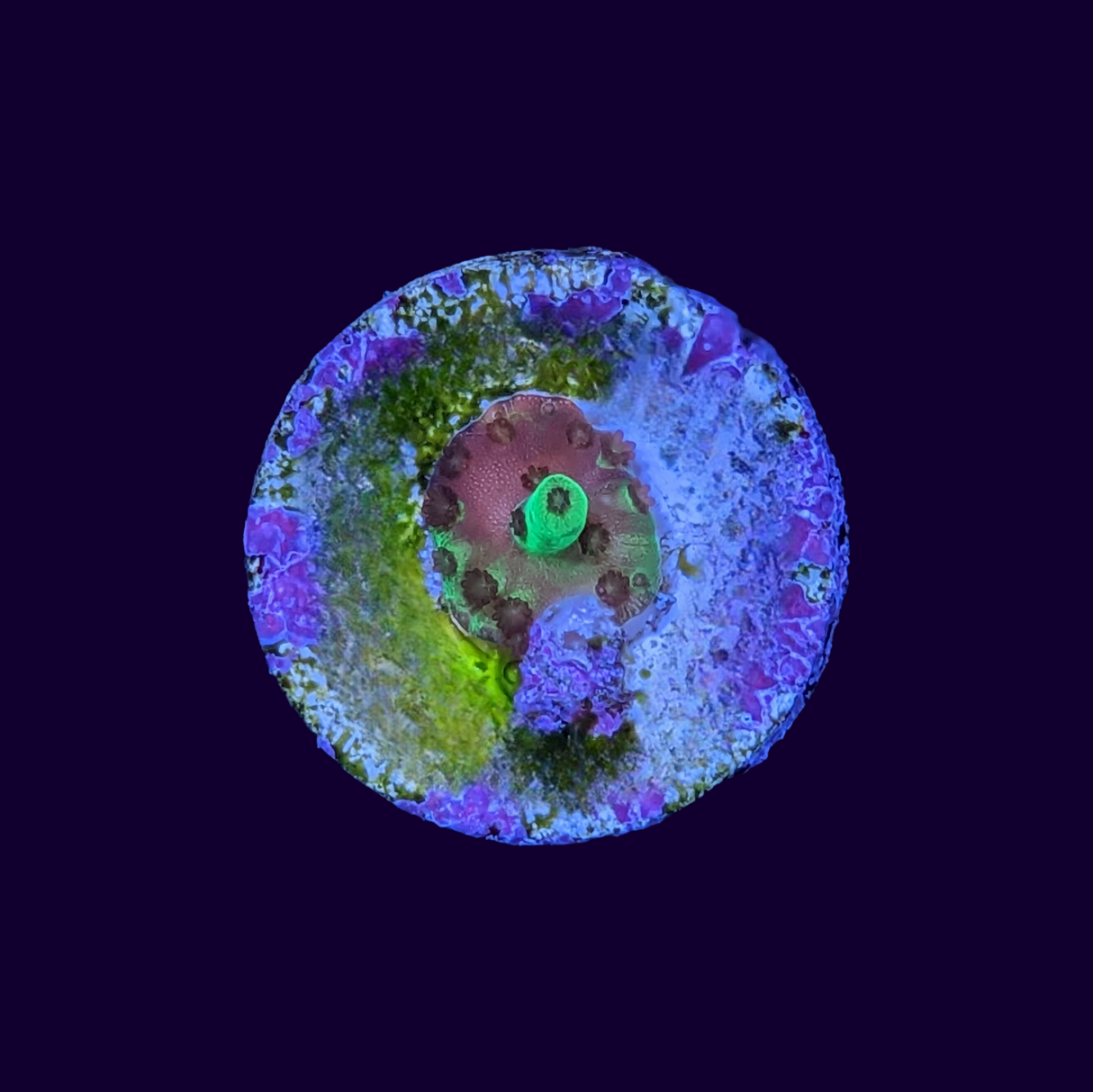 Acropora Frag (UK Grown)