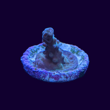 Acropora Frag (UK Grown)