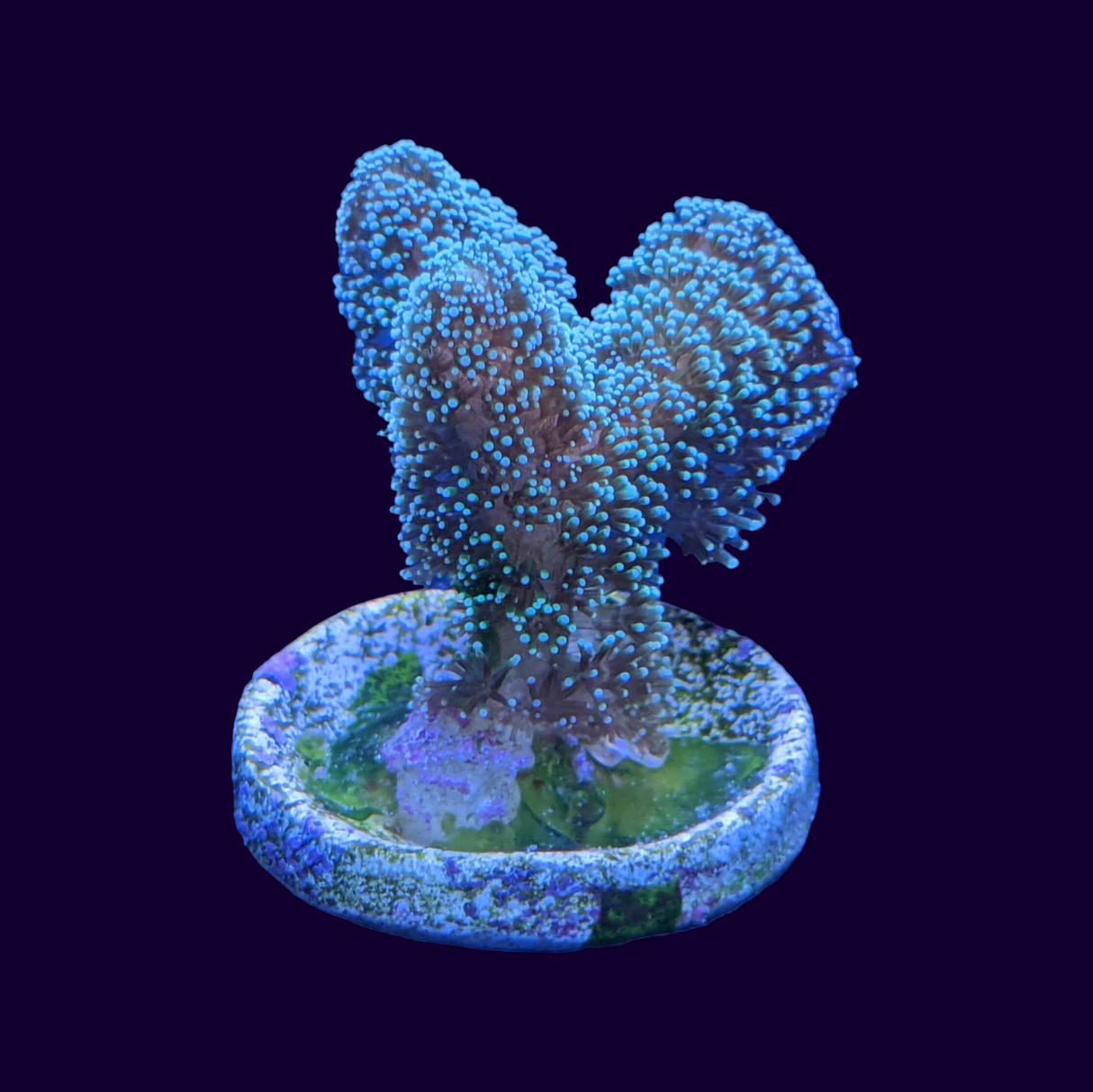 Stylophora