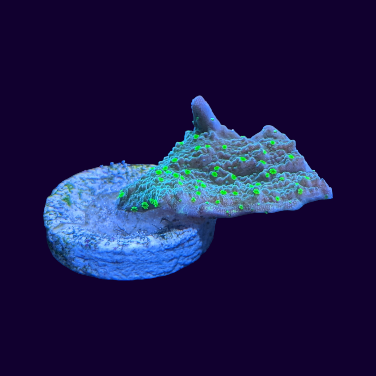Hirsuta Montipora (UK Grown)