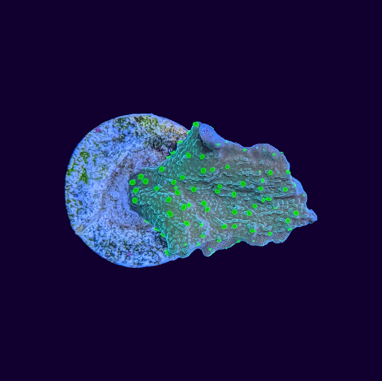 Hirsuta Montipora (UK Grown)