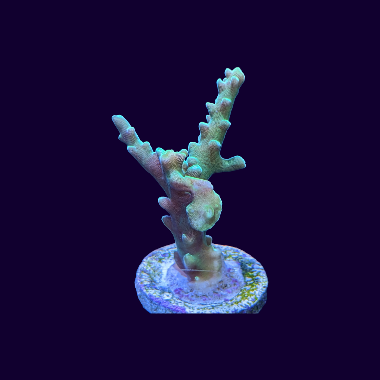 Table Acropora Frag (UK Grown)