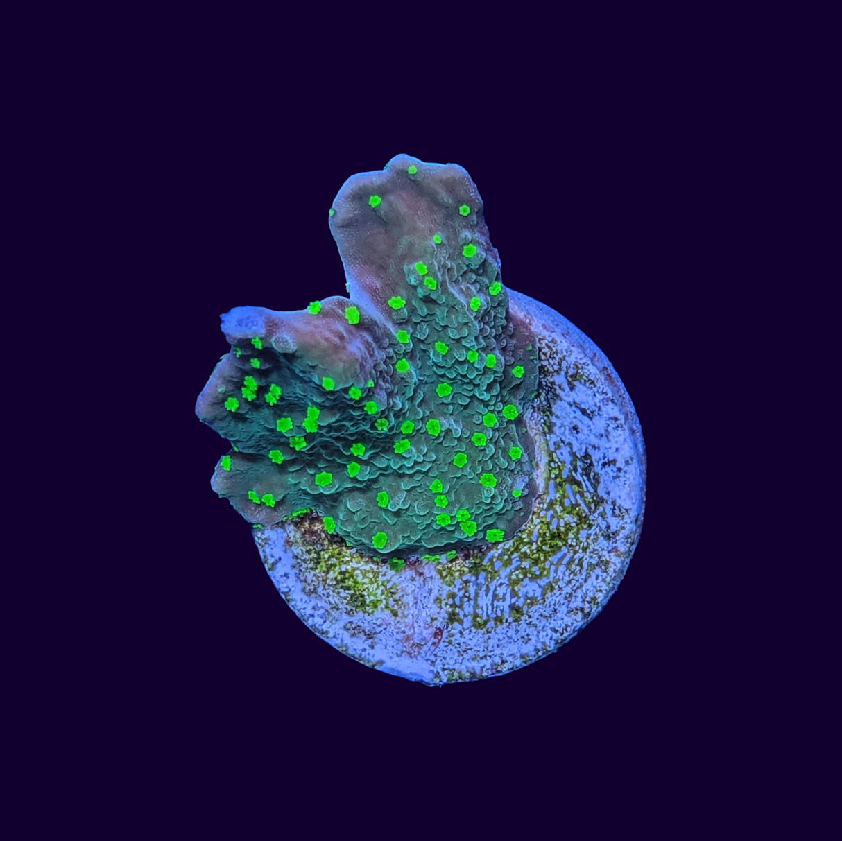 Hirsuta Montipora (UK Grown)