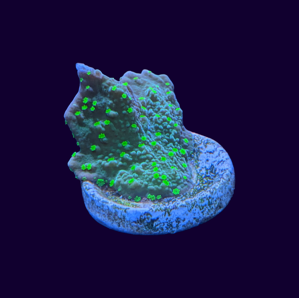 Hirsuta Montipora (UK Grown)