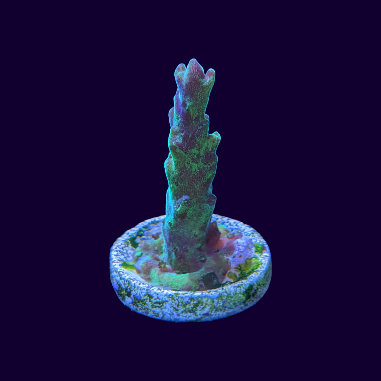 Acropora Frag (UK Grown)