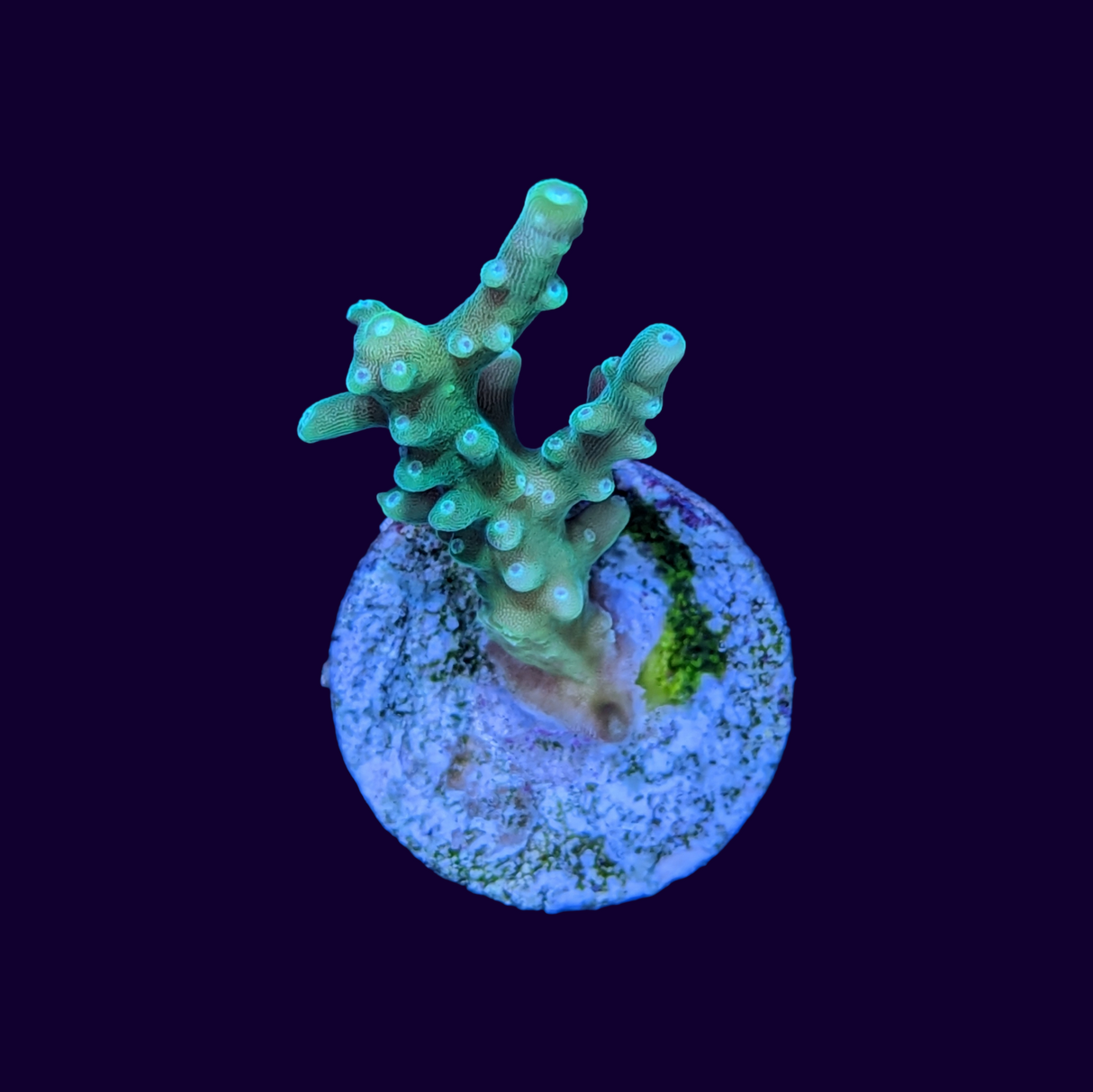 Table Acropora Frag (UK Grown)