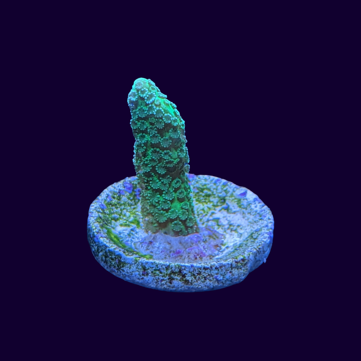 Montipora digitata (UK Grown)