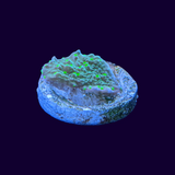 Hirsuta Montipora (UK Grown)