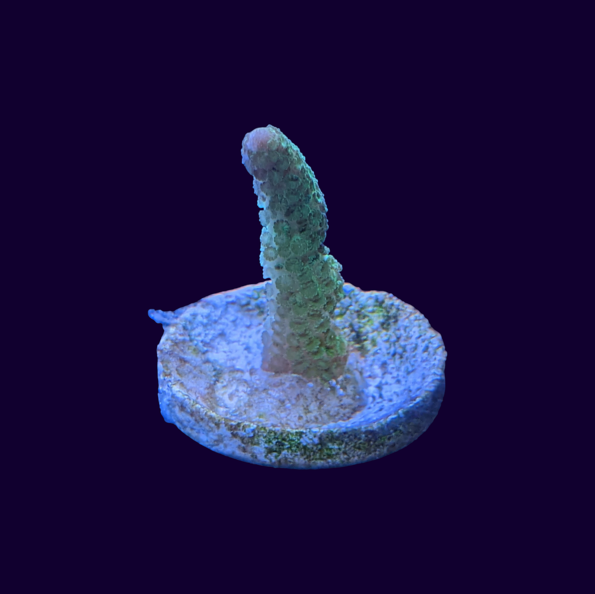 Montipora digitata (UK Grown)