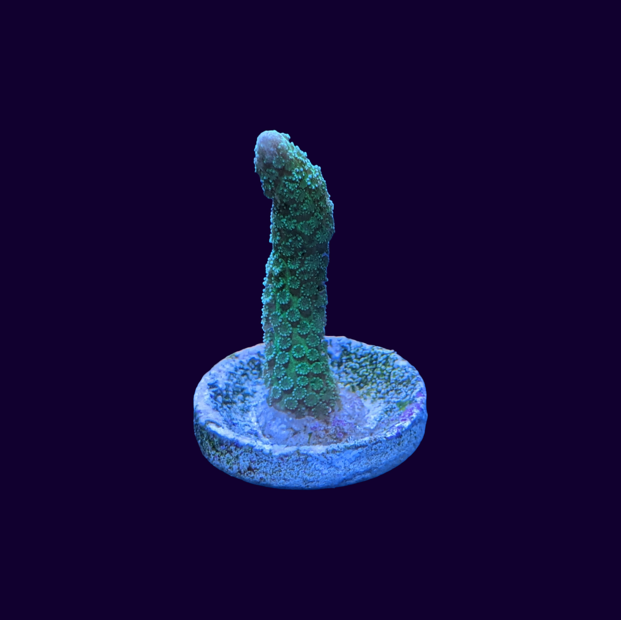 Montipora digitata (UK Grown)