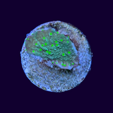 Hirsuta Montipora (UK Grown)