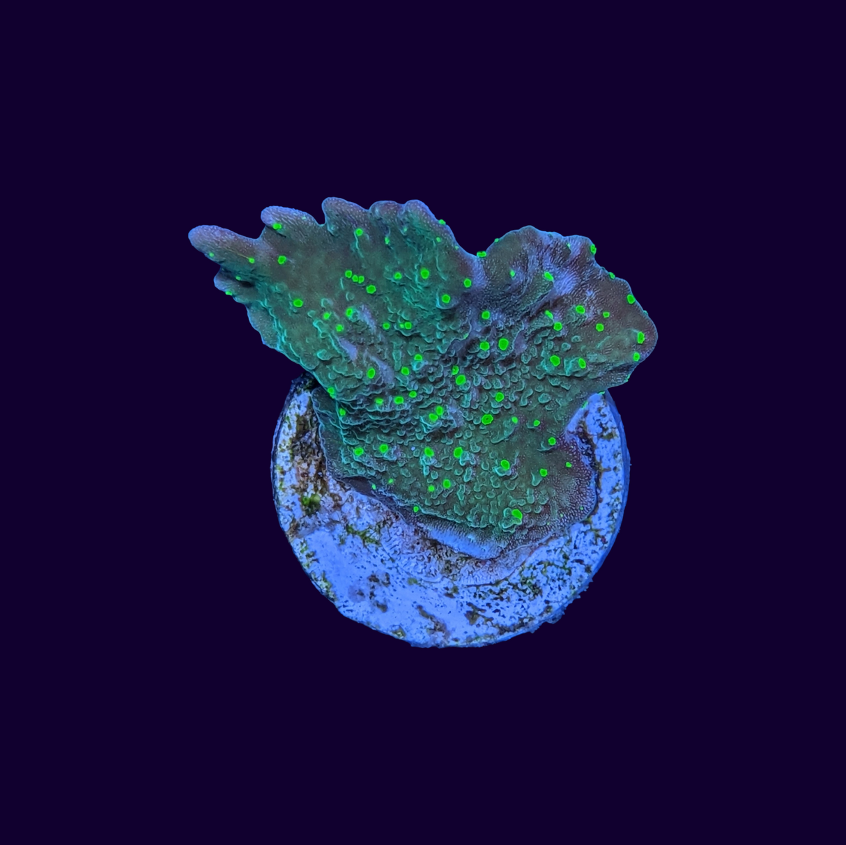 Hirsuta Montipora (UK Grown)