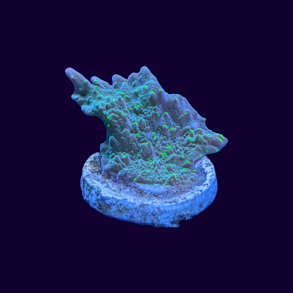 Hirsuta Montipora (UK Grown)