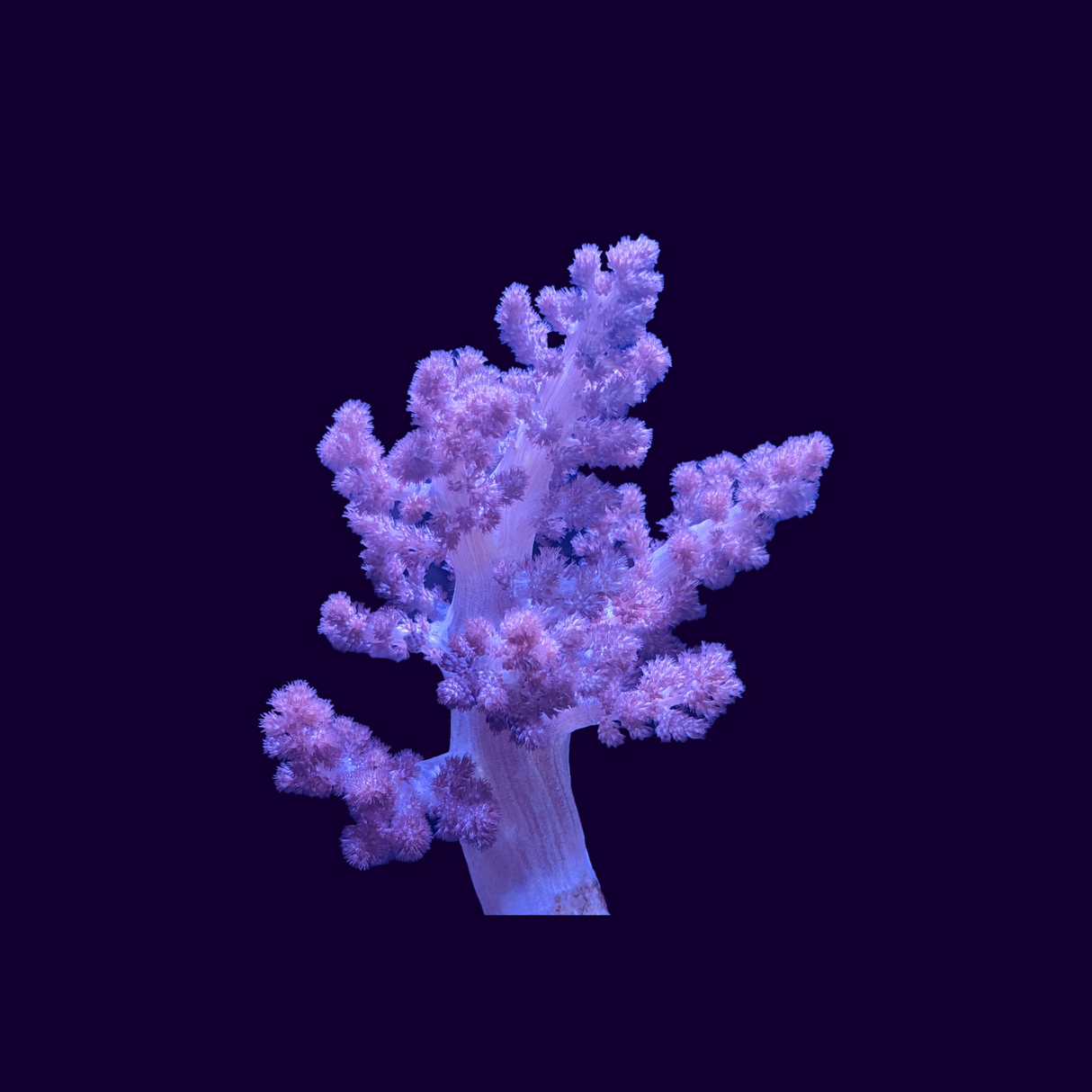 Cladiella