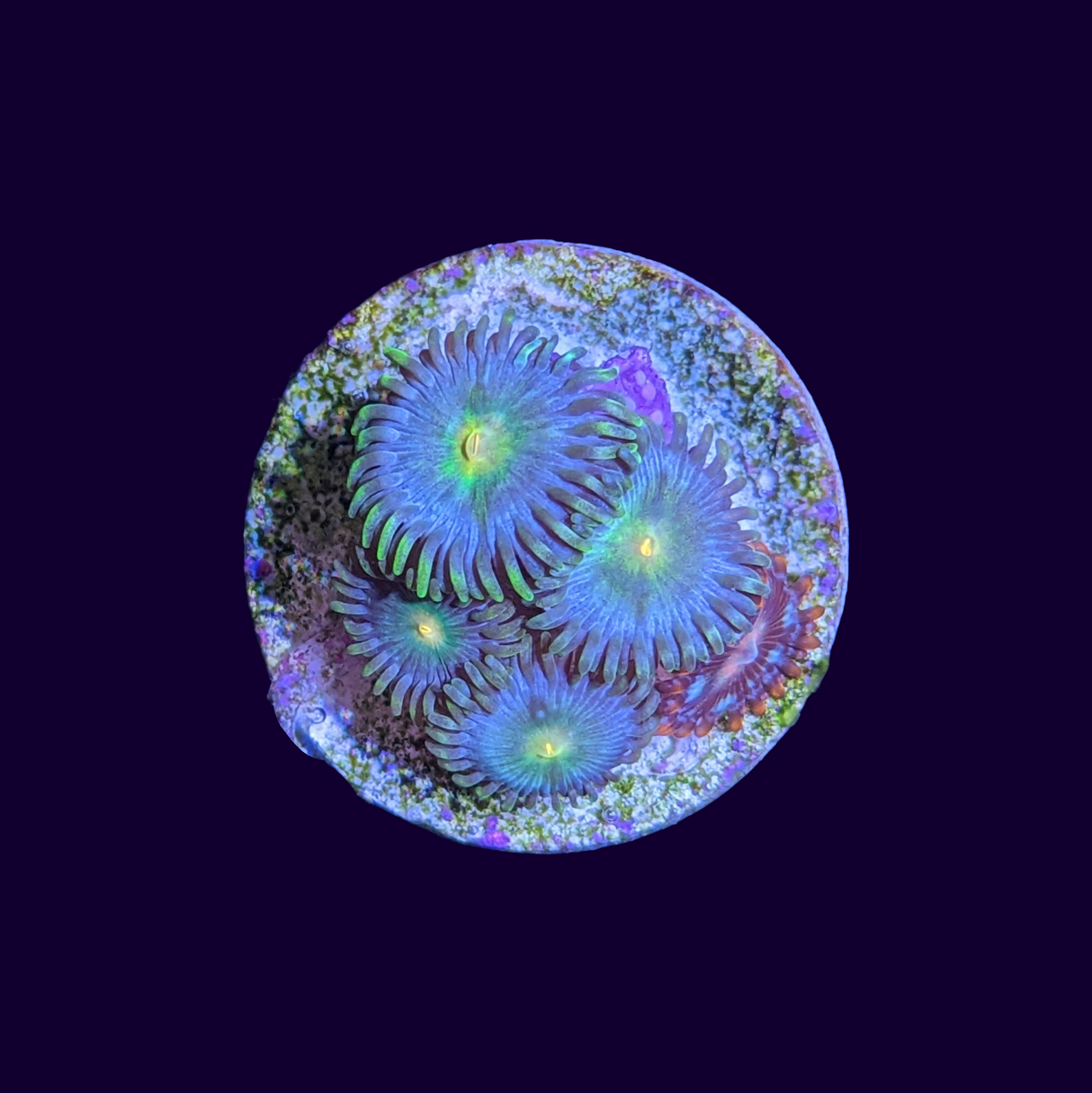 Zoa Frag