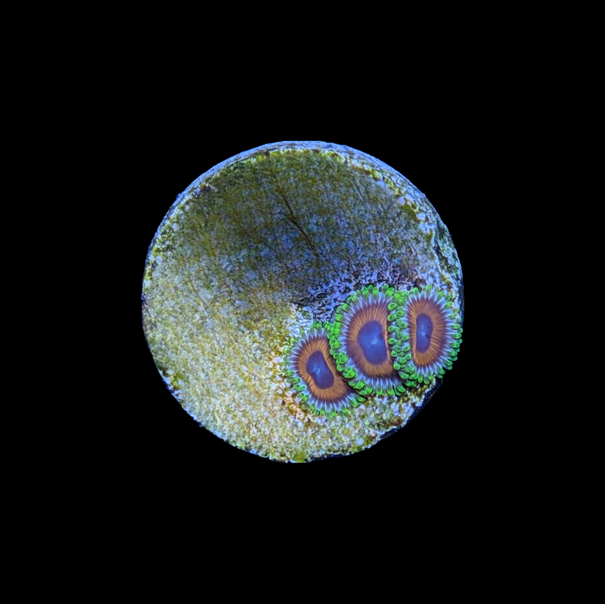 Eagle Eyes Zoa Frag