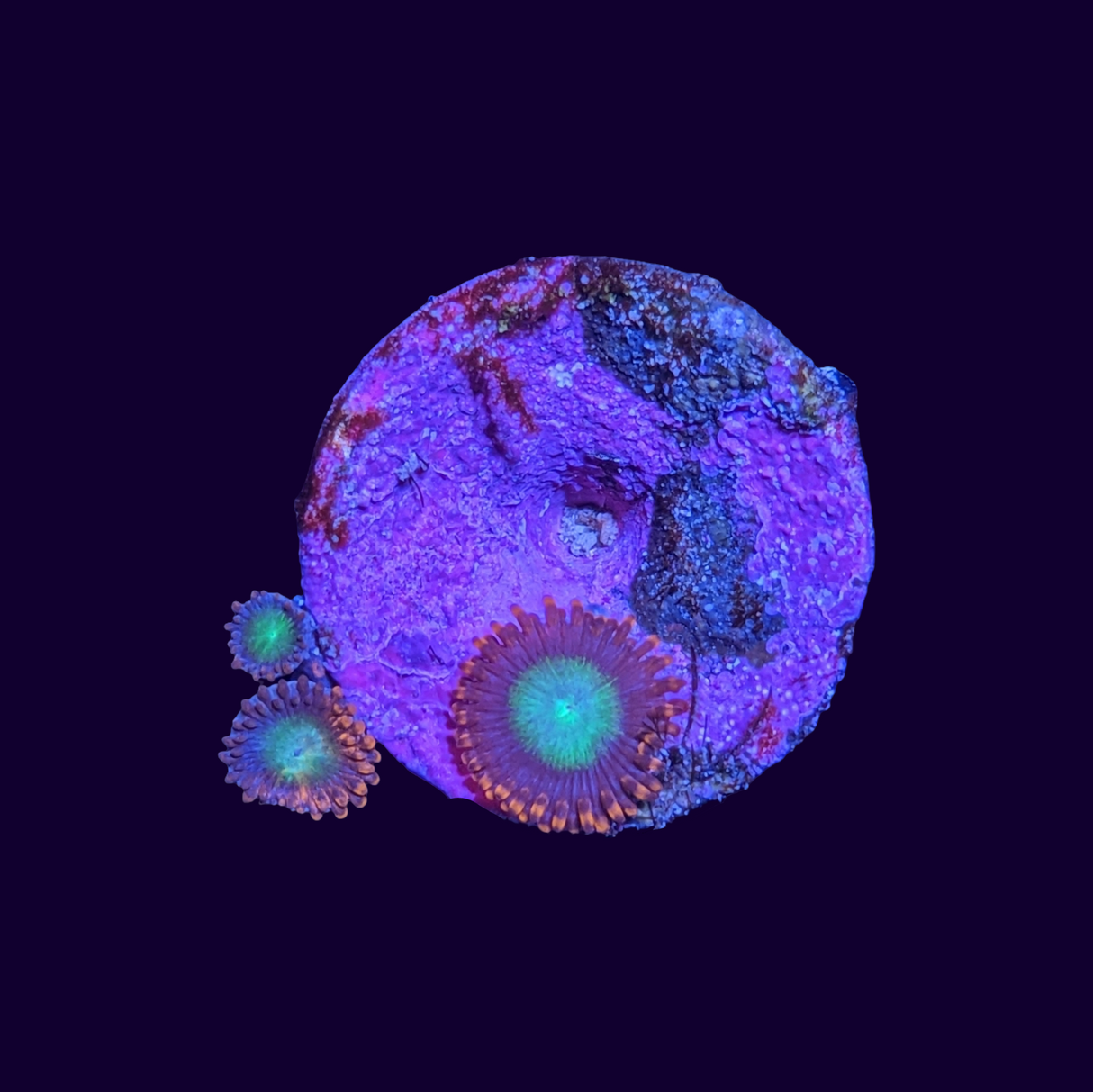 Goblins Fire Zoa