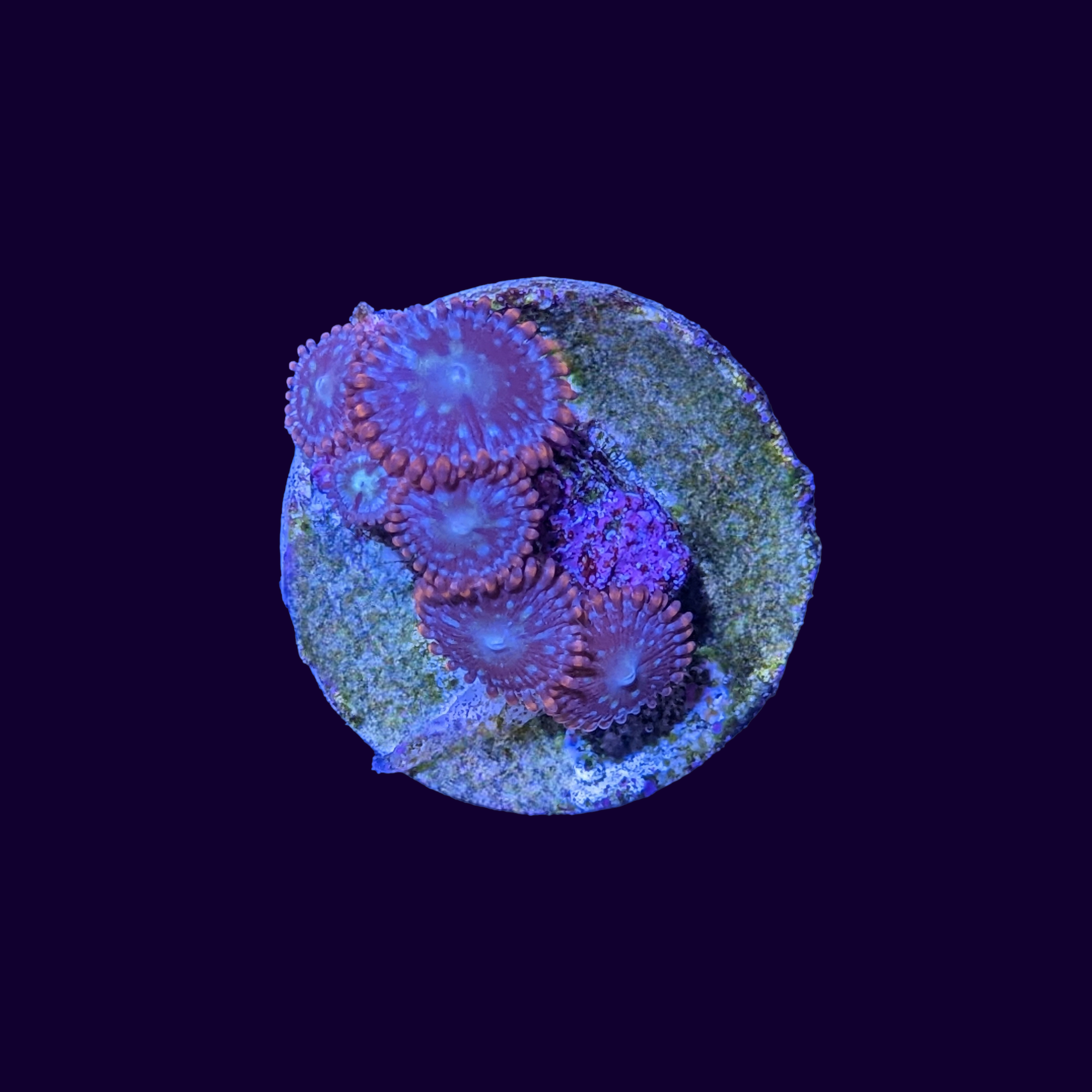 Zoa Frag