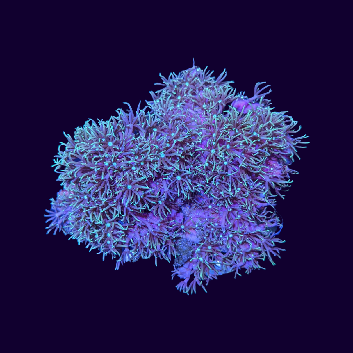 Green Star Polyp Mini Colony
