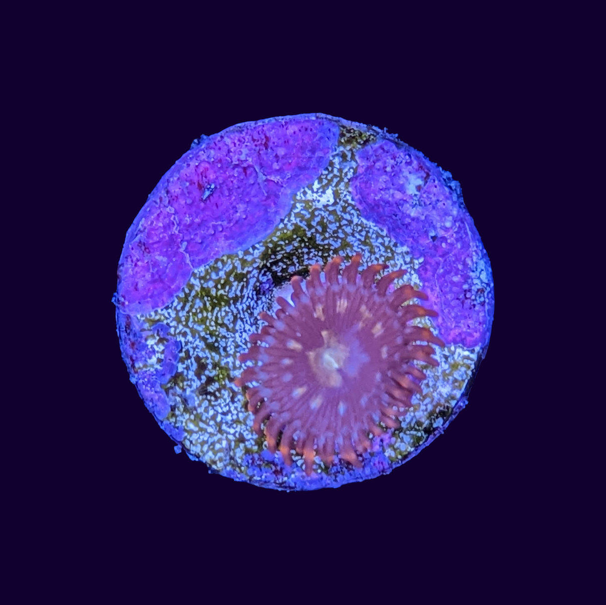 Zoa Frag (UK Grown)