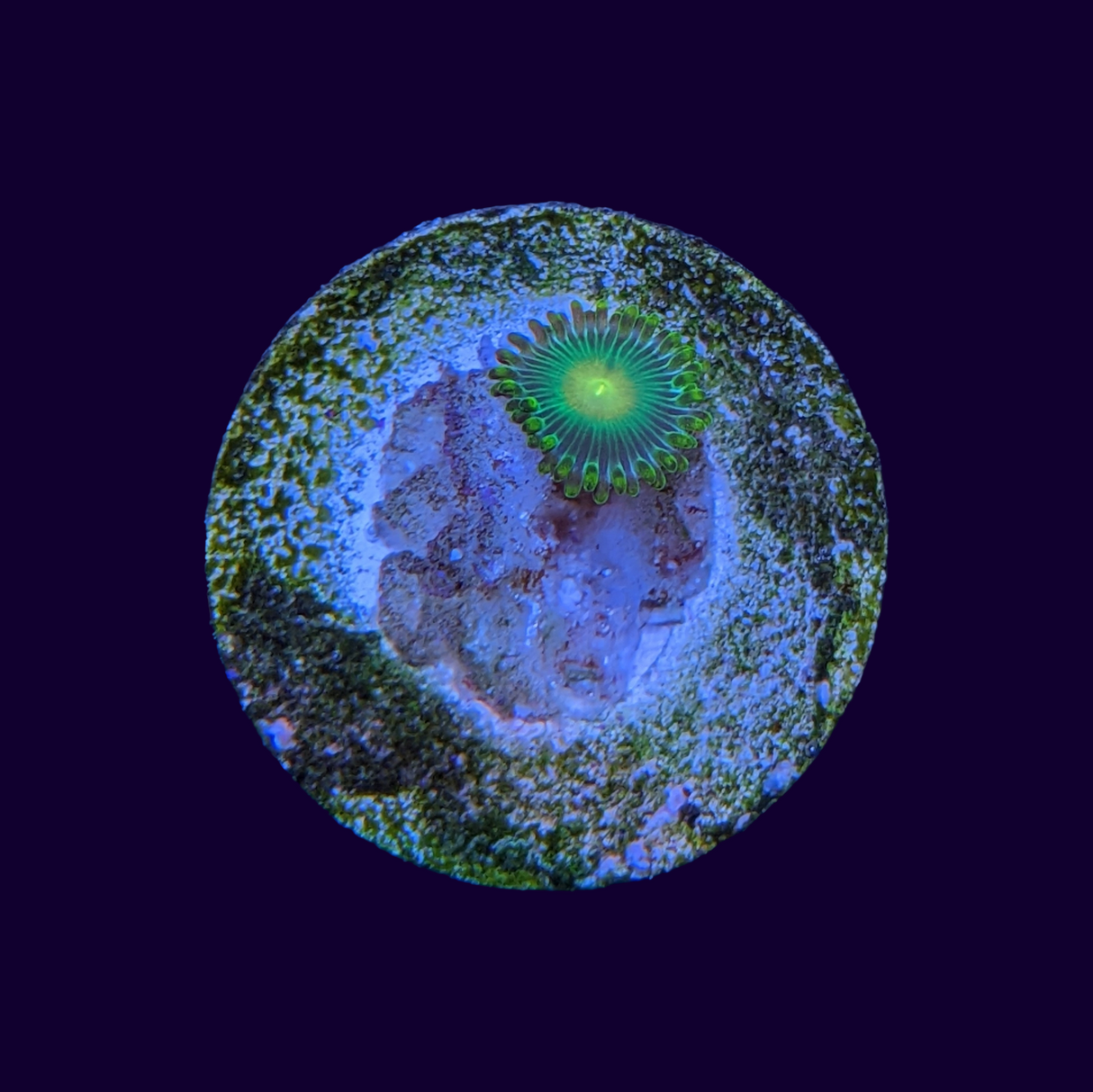 John Deere Zoa Frag