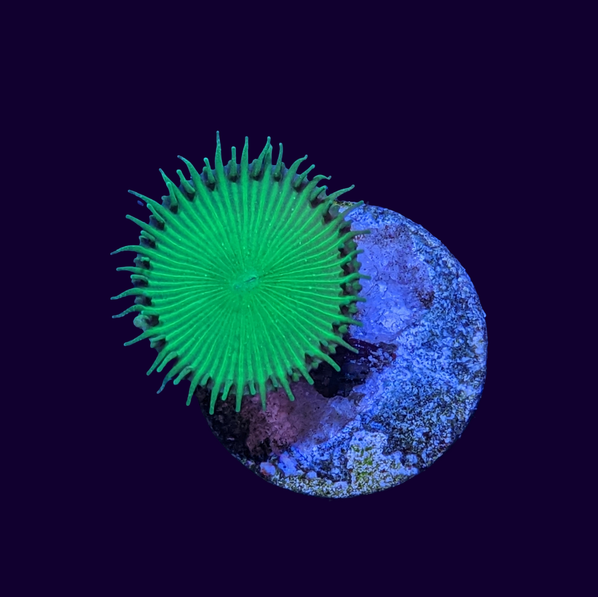Green Paly
