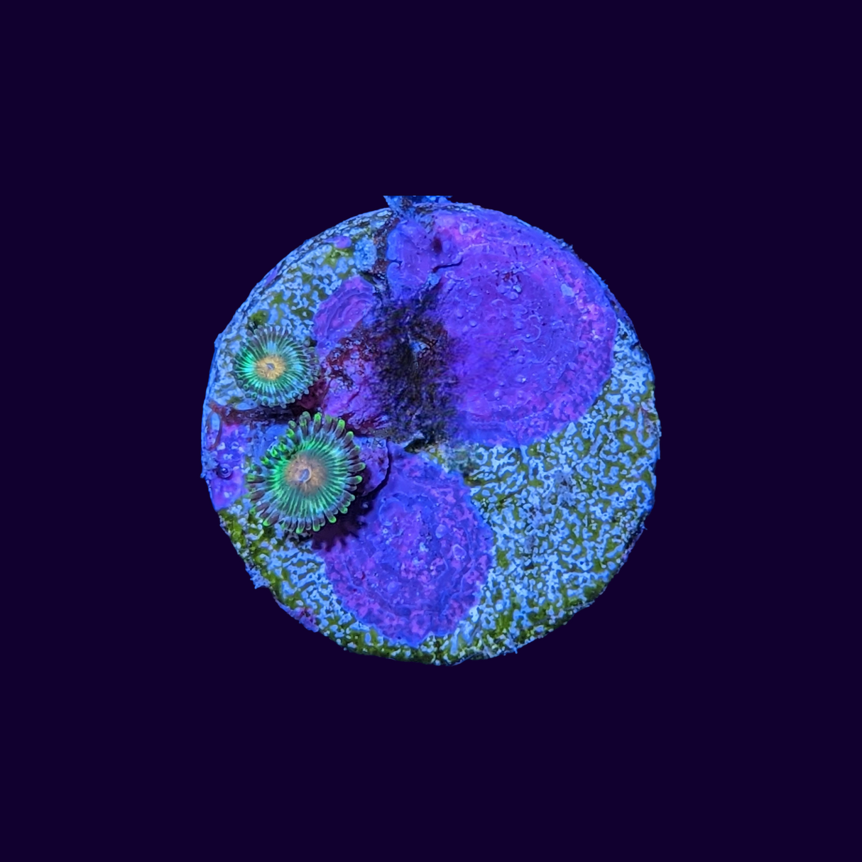 Zoa Frag