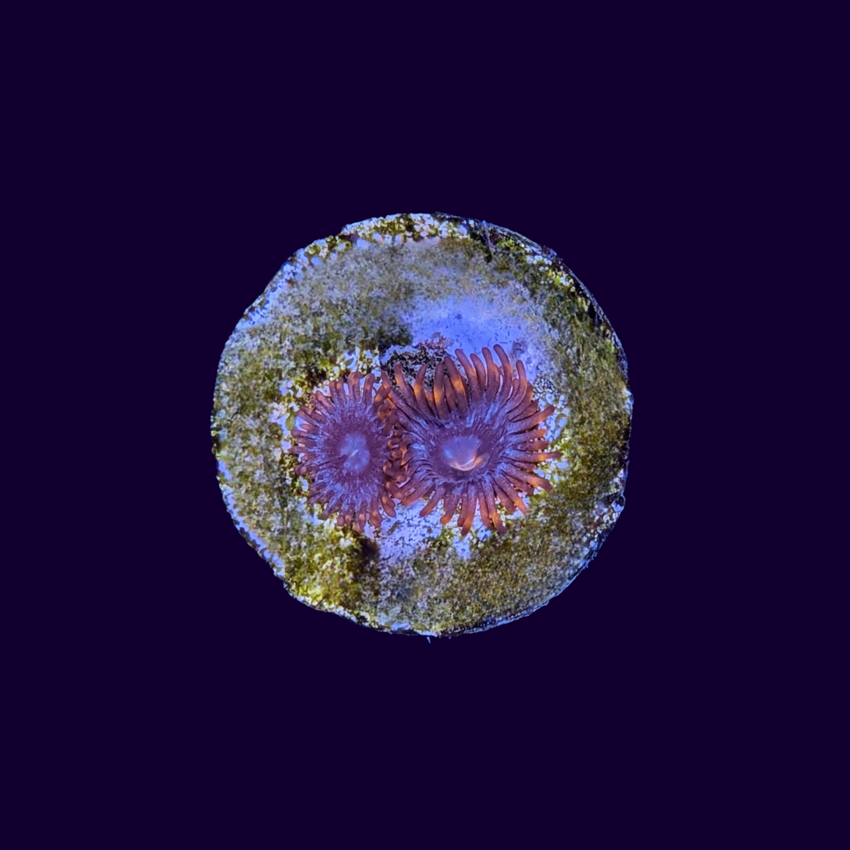 Zoa Frag (UK Grown)