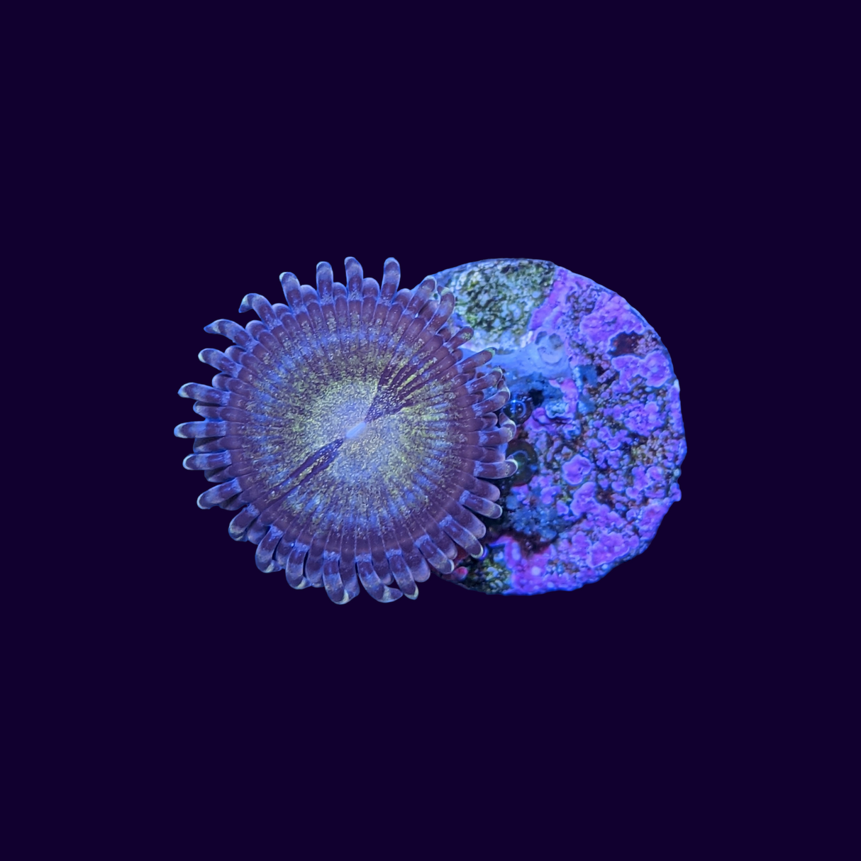 Reverse Space Monster Zoa Frag