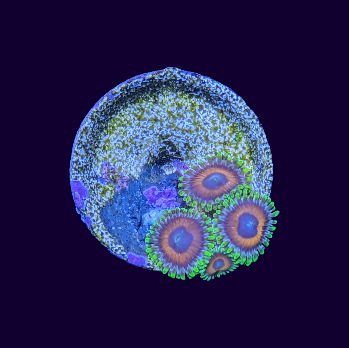 Eagle Eyes Zoa Frag