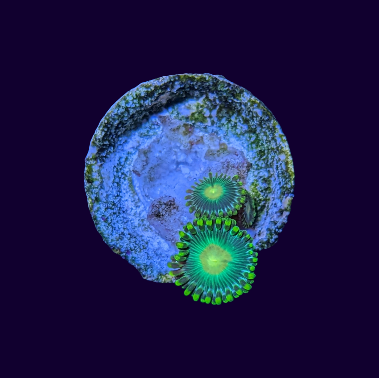 John Deere Zoa Frag