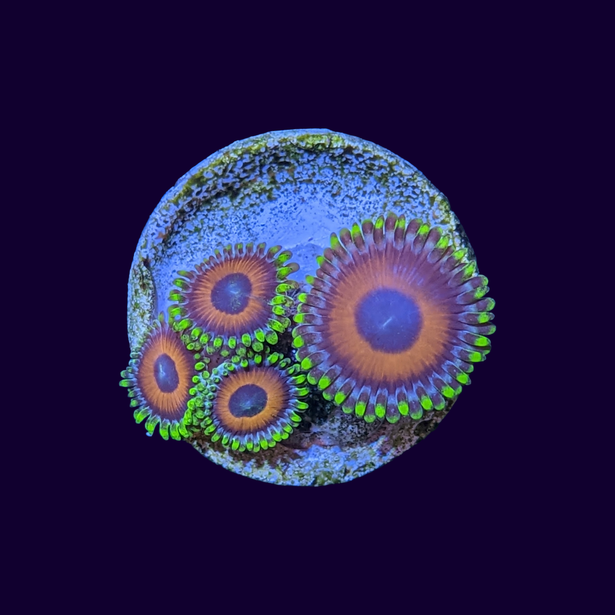 Eagle Eyes Zoa Frag thecoralcentre