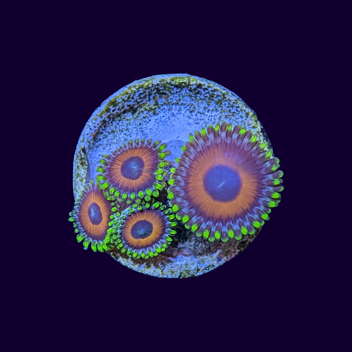 Eagle Eyes Zoa Frag