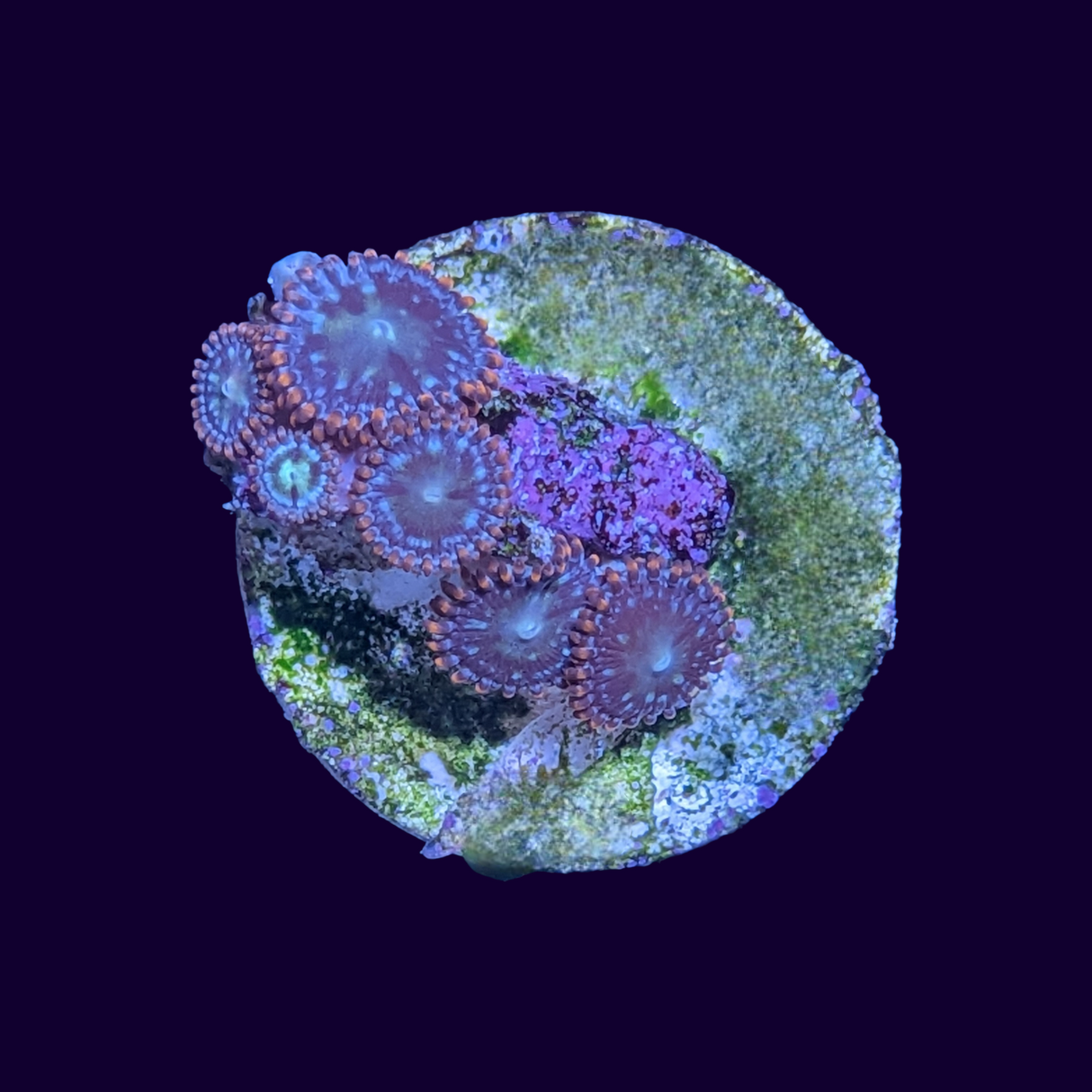 Zoa Frag