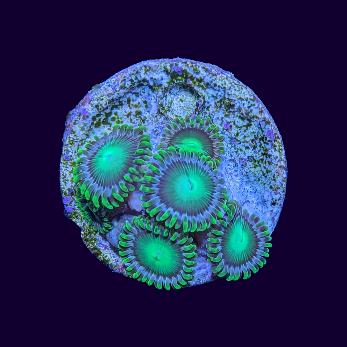 Radioactive Dragons Eye Zoa Frag