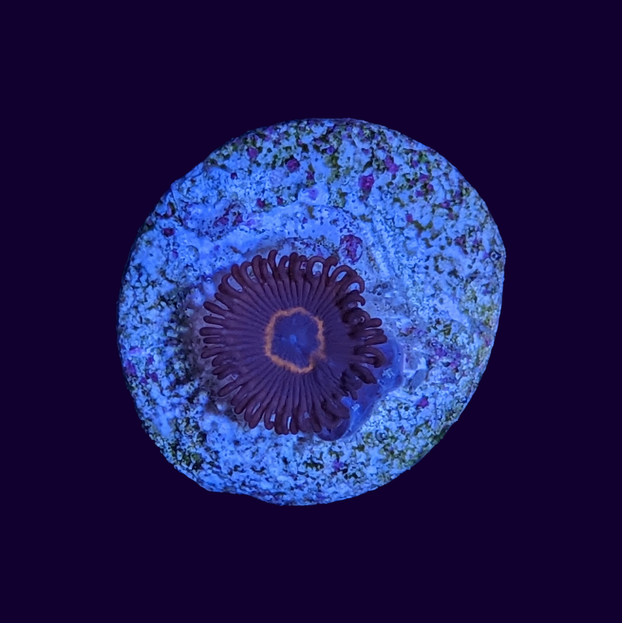 Bullseye Zoa Frag