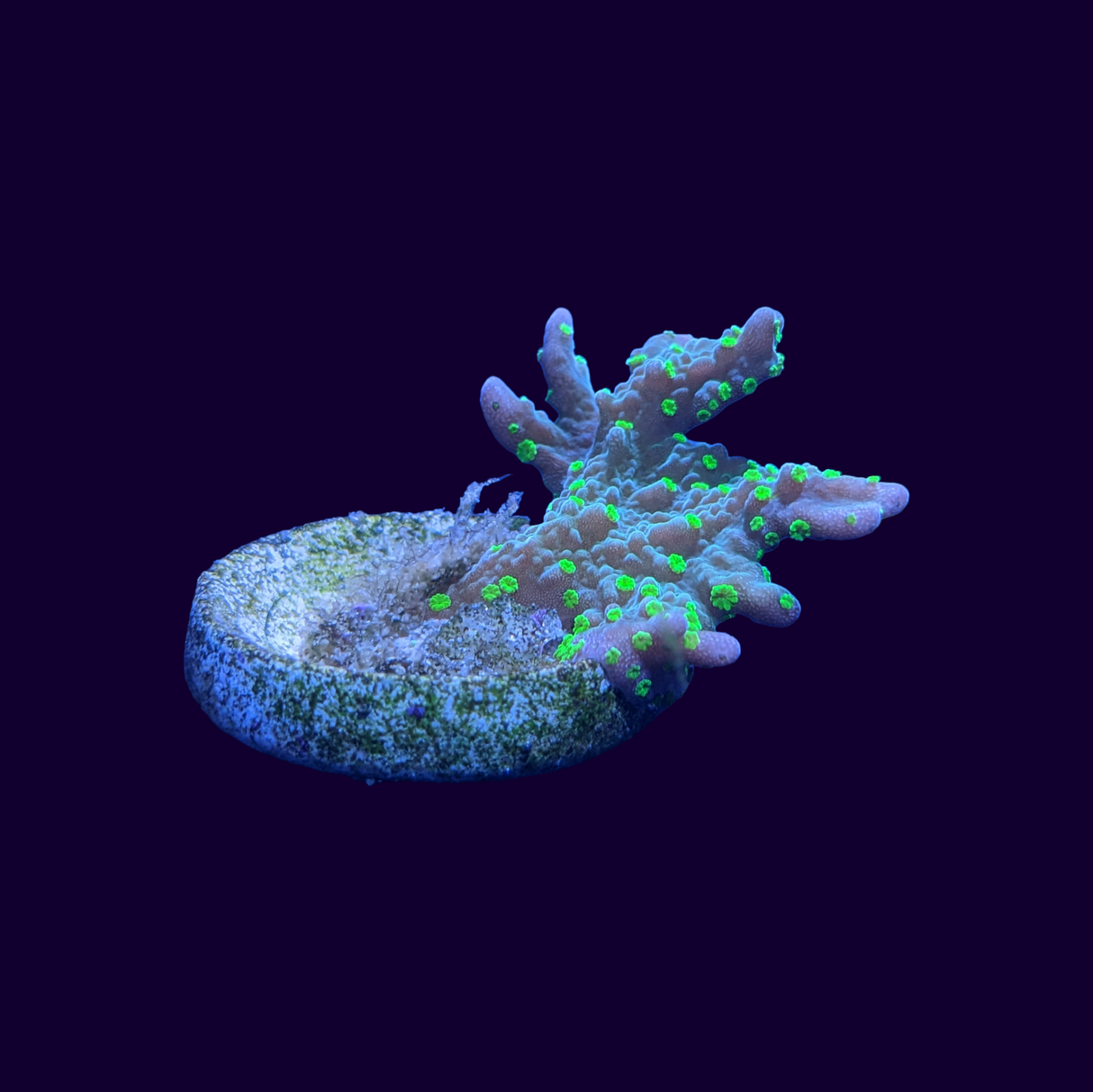 Hirsuta Montipora (UK Grown)