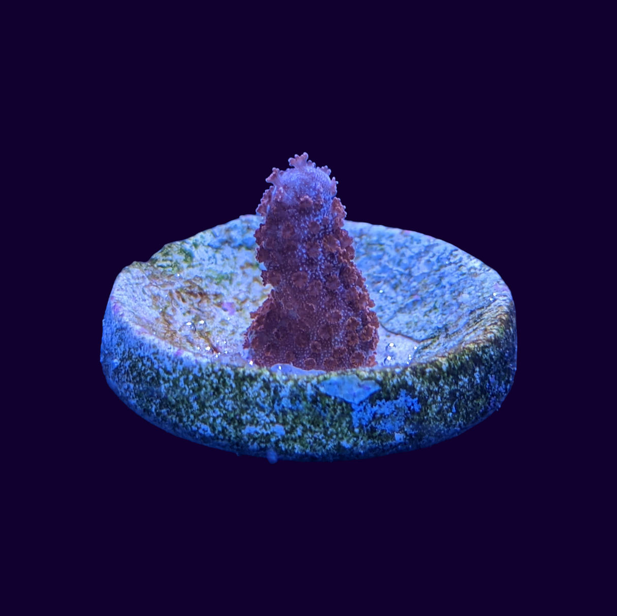 Forest of Fire Montipora digitata (UK Grown)