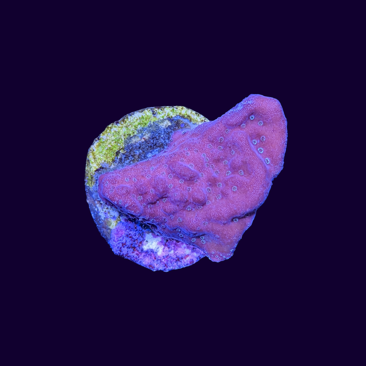 Red Montipora