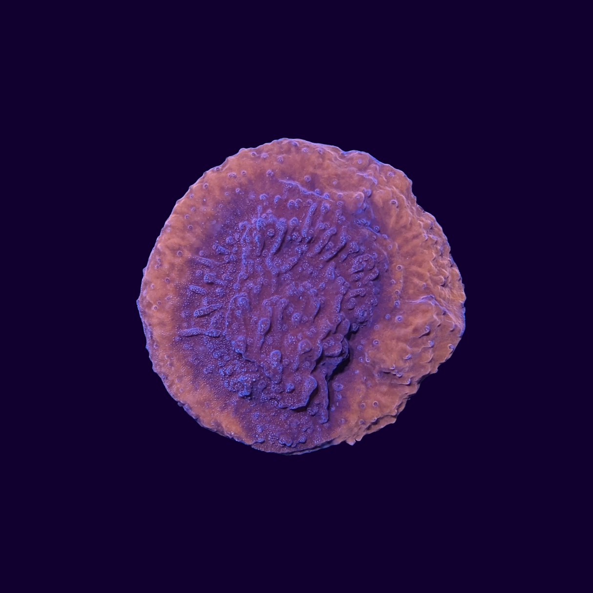 Red Montipora