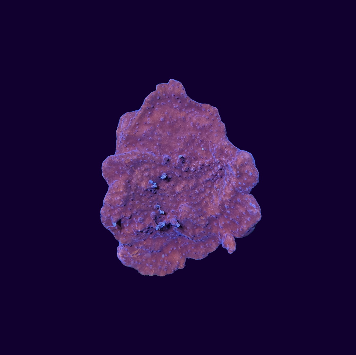 Red Montipora